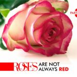 ROSES ARE NOT ALWAYS RED-3